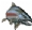Steelhead